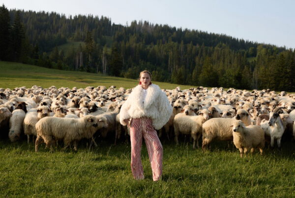 hala Zakopane owce