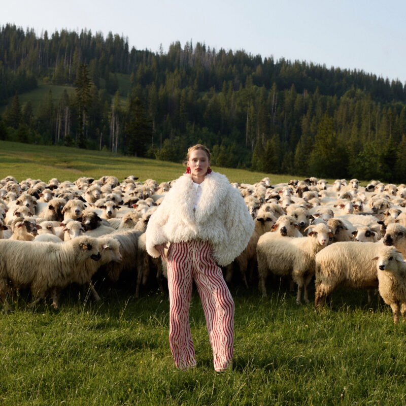 hala Zakopane owce